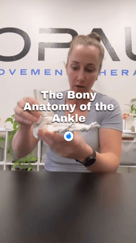 the bony anatomy of the ankle